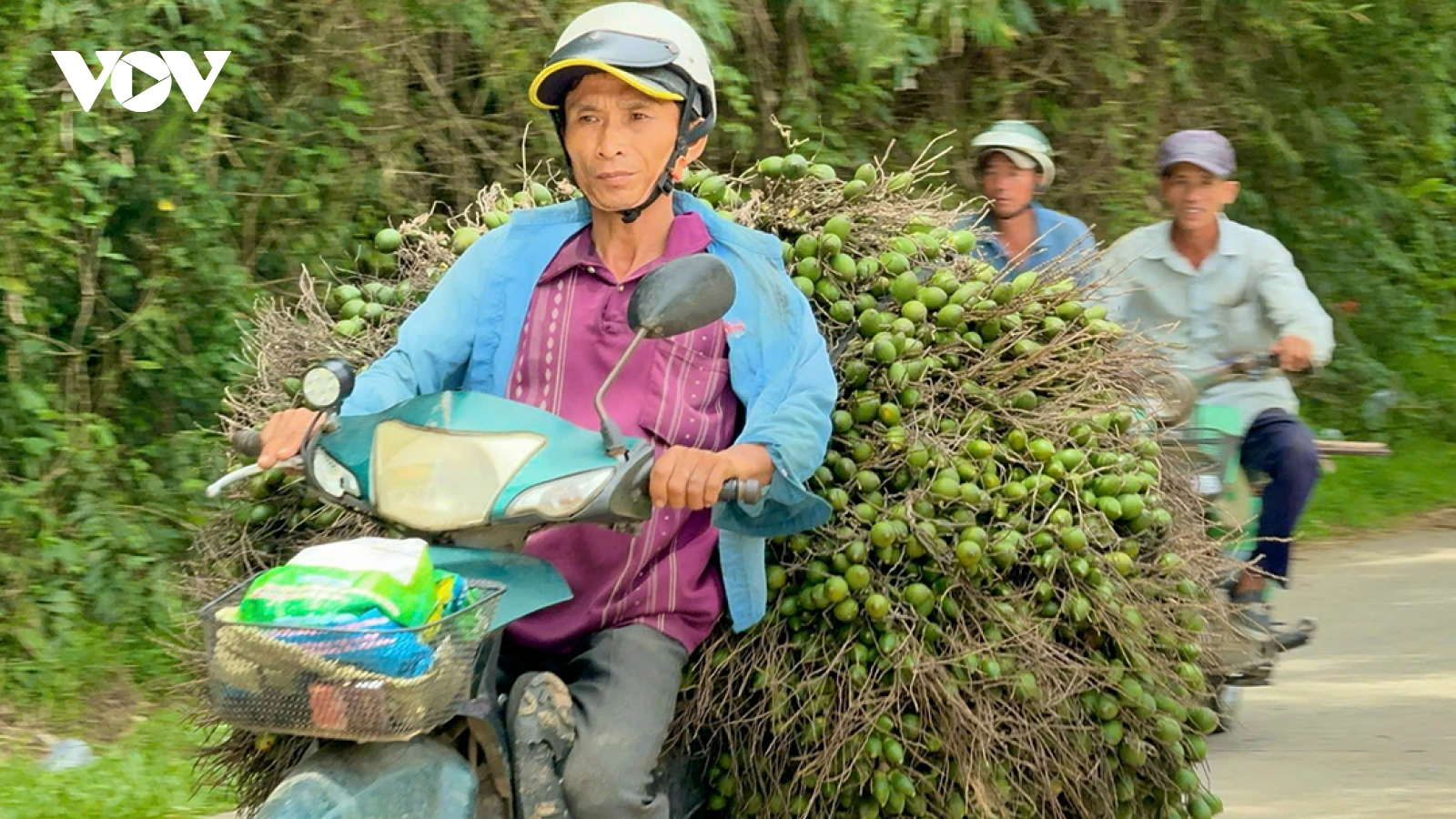 Giá cau ở miền Trung chững lại do thương lái Trung Quốc dè chừng